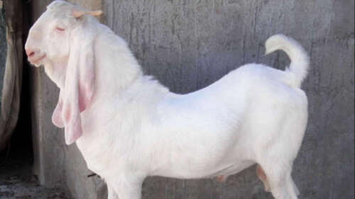 White Live Jamunapari Goat For Farming Purpose