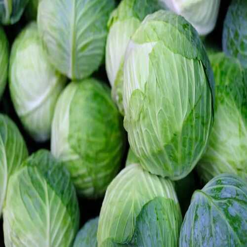 Steel Floury Texture Healthy Rich Natural Fine Taste Organic Green Fresh Cabbage