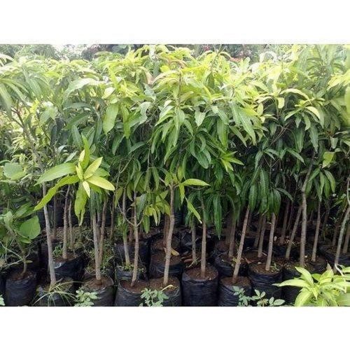 Green Mango Plant 