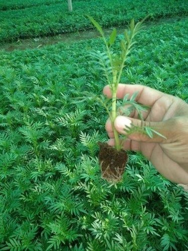 Marigold Plant 