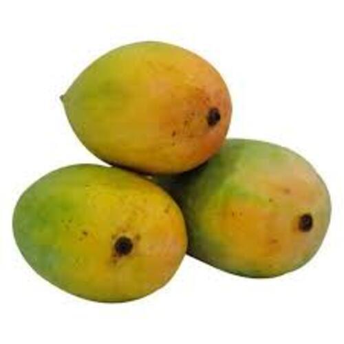 No Preservatives Chemical Free Rich Natural Fine Taste Organic Fresh Kesar Mango