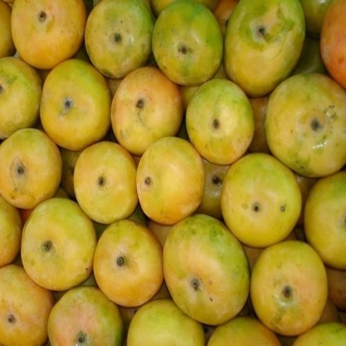 Rich Natural Fine Taste No Preservatives Chemical Free Organic Fresh Benishan Mango