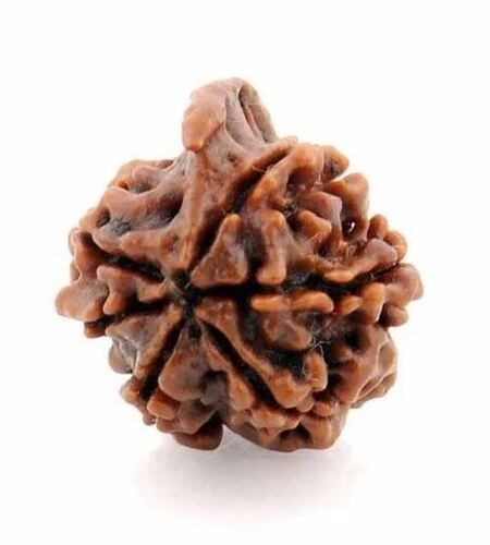 5 To 20 Mm Size Brown Natural Daily Wear 6 Mukhi Rudraksha Natural Beads