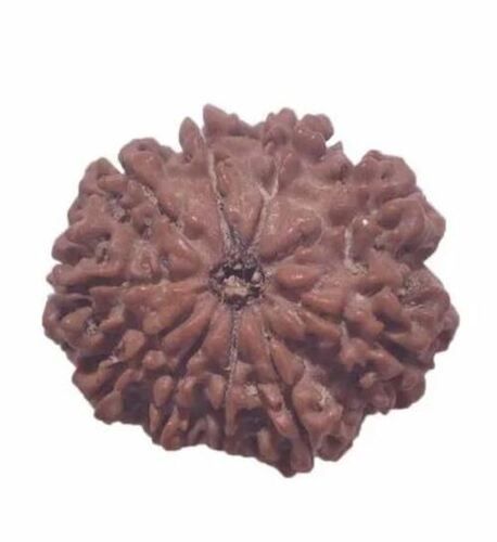 5 To 20 Mm Size Brown Natural Daily Wear 10 Mukhi Natural Rudraksha Beads With Silver Pendant Silicate Cement