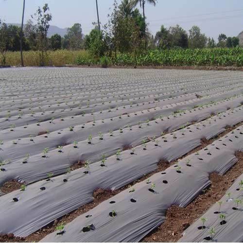 LDPE Mulch Film For The Seeds, Such As Light, Ventilation And Irrigation