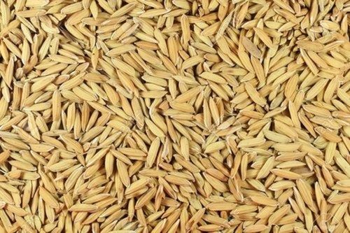 Natural Brown Paddy Seed Shelf Life: 6 Months