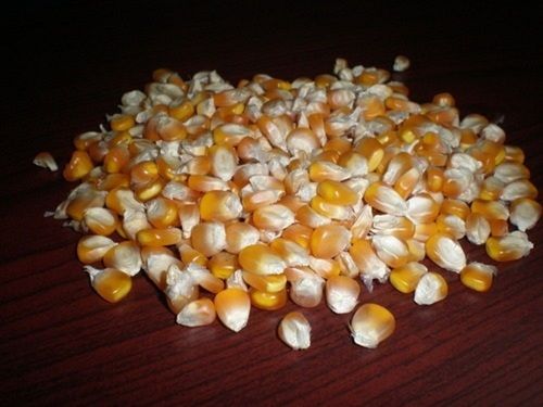 Organic Maize Grain 