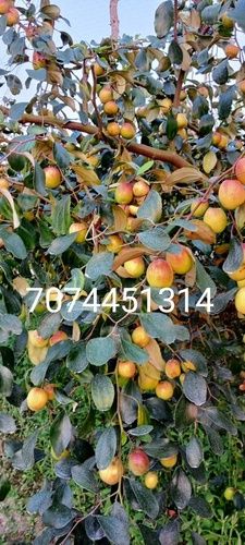 Online Ups 100 Percent Organic Red Kashmiri Apple Ber Plant