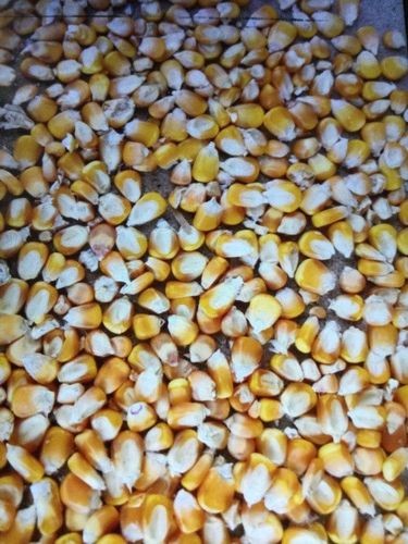 Dry Yellow Maize Seed With High in Protein, 1 Year Shelf Life