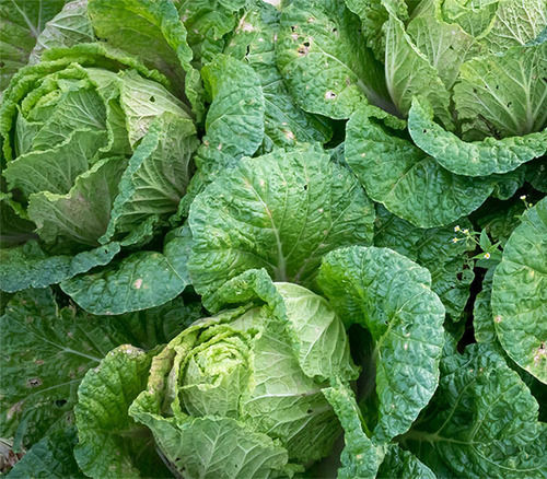 Floury Texture High Fiber Healthy Rich Natural Fine Taste Green Fresh Cabbage