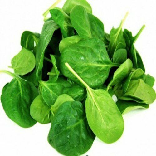 Healthy Natural Rich Taste Chemical Free Green Fresh Spinach Leaves