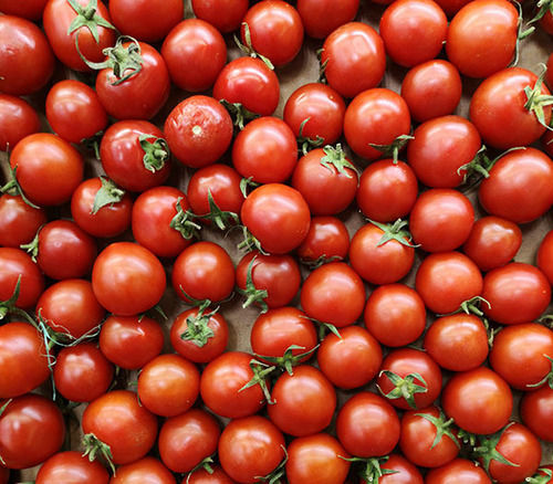 Mild Flavor Pulpy Juicy No Preservatives Healthy Natural Taste Red Fresh Tomato