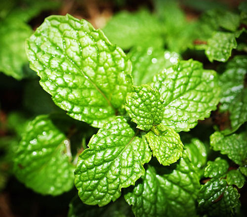 Nice Fragrance No Artificial Color Rich Natural Taste Green Fresh Mint Leaves