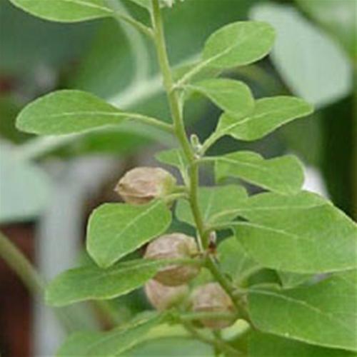 Ashwagandha