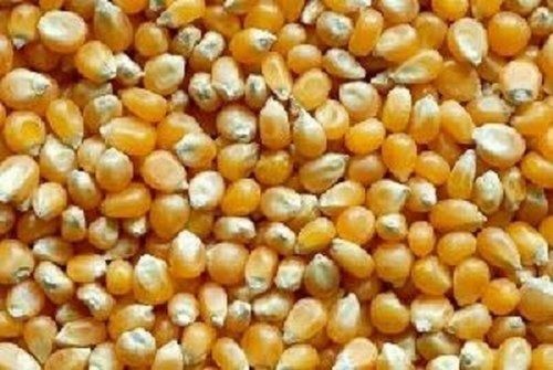 Commonly Cultivated Natural Edible Hybrid 99% Pure Healthy Corn Seeds
