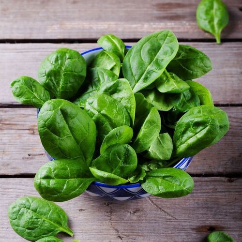 Healthy Natural Rich Taste Chemical Free Green Fresh Spinach Leaves