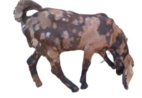 Brown Medium Flat Ear Short Hairs Patches Sirohi Female Goats For Commercial Purposes