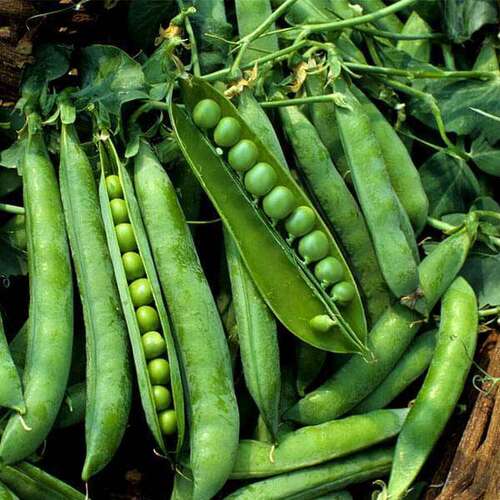 Fresh Green Peas - Raw, Common Green, Natural Taste | Chemical Free, No Artificial Colors, Safe Packaging, Ideal for Cooking