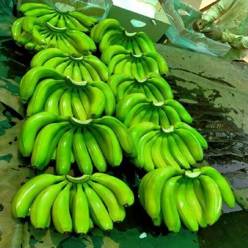 Absolutely Delicious Rich Natural Taste Chemical Free Healthy Green Fresh Banana