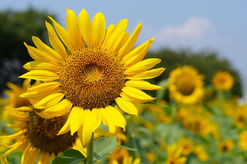 Liquid Sivaroma Sun Flower Oil