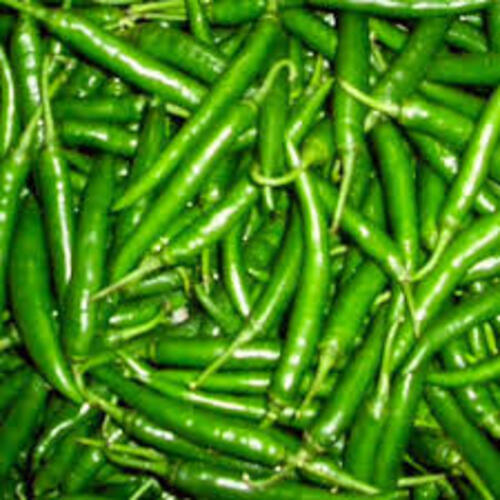 Spicy Natural Taste Chemical Free No Artificial Color Organic Fresh Green Chilli