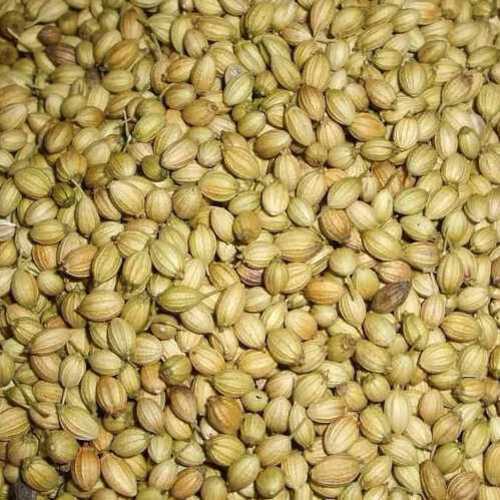 Long Shelf Life Natural Fine Taste Dried Organic Green Coriander Seeds