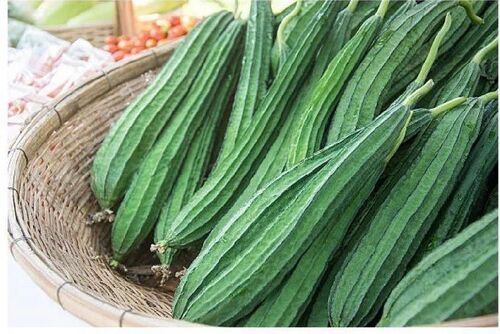 No Preservatives Healthy Natural Rich Taste Green Organic Fresh Ridge Gourd