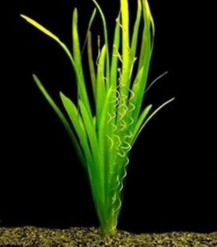 Washable Plain Bright Ribbon Structure Polished Plastic Decorative Vallisneria Aquarium Plants