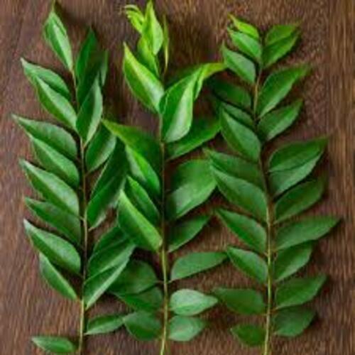 No Artificial Color Nice Fragrance Rich Natural Taste Green Fresh Curry Leaves