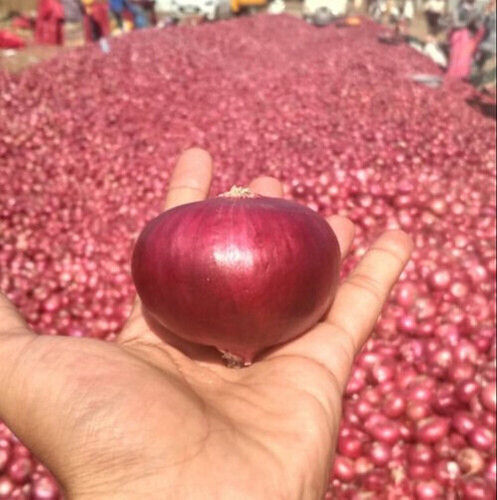 A Grade Maharashtra Nashik Pink Onion, Packaging Size: 50 Kg