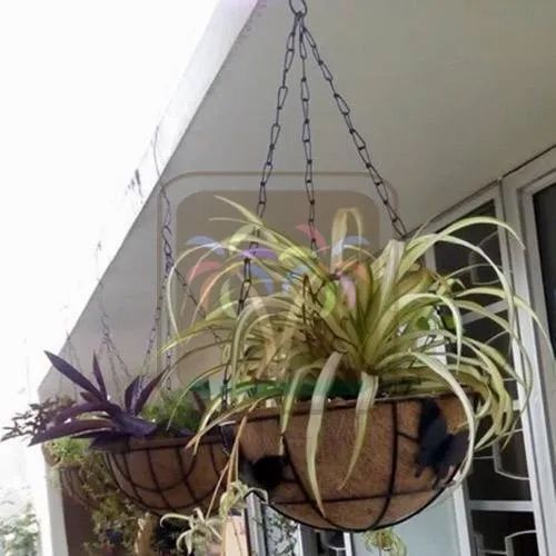 Flower Plants Coir Hanging Basket With Mild Steel Frame Material, 10 Inch Size