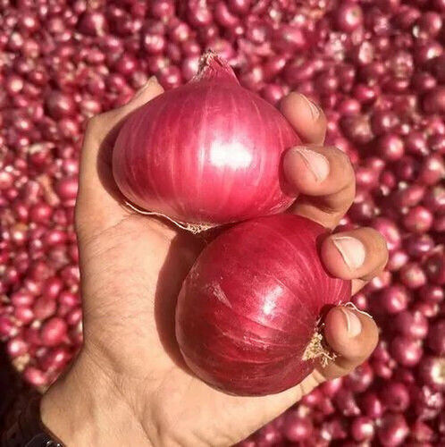 Fresh Red Onion With 25mm - 70 mm Size And Packaging Size 2-50 Kg