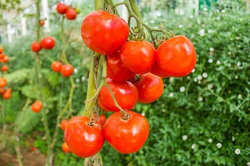 Mild Flavor Pulpy Juicy Chemical Free Healthy Natural Taste Red Fresh Tomato