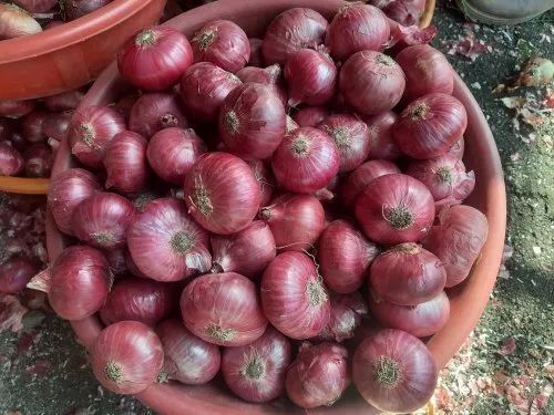 Nashik Fresh Red Onion - A Grade, 25mm-70mm Size, 1 Year Shelf Life | Raw, Round Shape, Seasoned Style, Non-Imported, Non-Organic