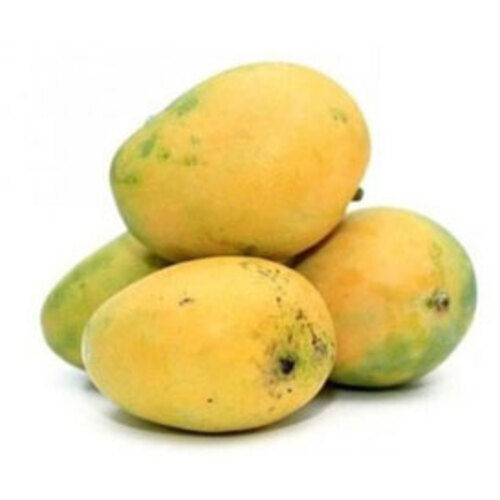 Maturity 100% Sweet Delicious Rich Natural Taste Fresh Organic Yellow Banganapalli Mango