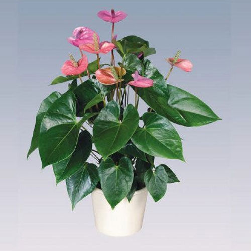 Cavalli Anthurium पॉट प्लांट फूलदान के साथ सजावट, घरेलू और उपहार देने के लिए