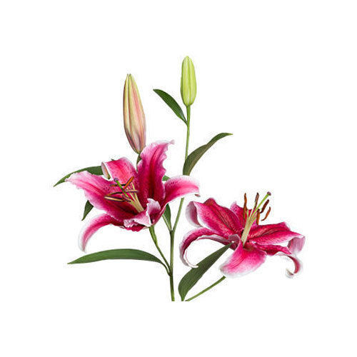 Corvara Oriental Lilies Plant, 140-160 Cms Plant Height