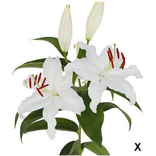 Mother'S Choice Oriental Lilies Plant, 90-110 Cms Plant Height