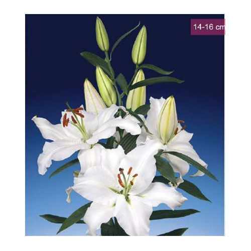 Robin Van Galen Oriental Lilies Plant, 110-120 Cms Plant Height