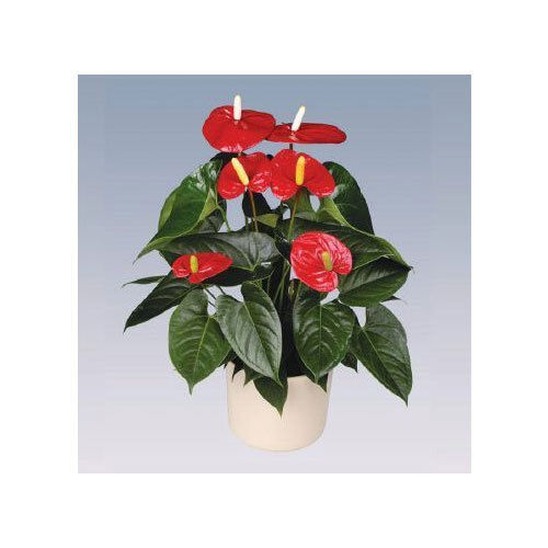 Turenza Anthurium Pot Plant With Vase For Gifting And Decoration