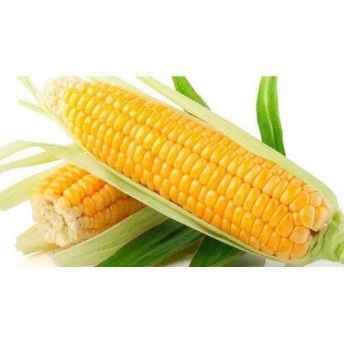 100% Pure And Natural Medium Size Yellow Naturally Grown Farm Fresh Corn Admixture (%): 1