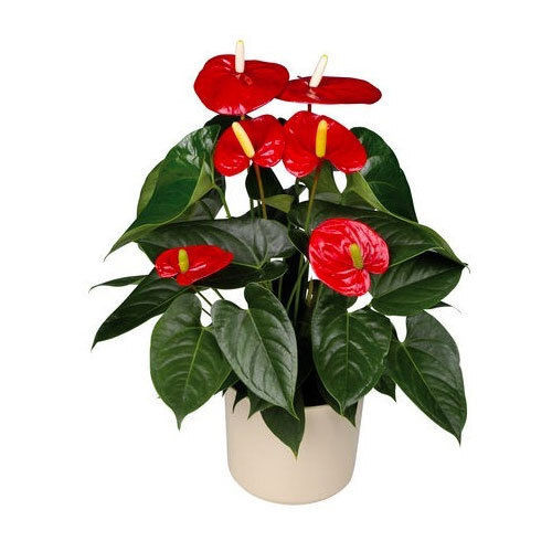 Anthurium Flowering Pot Plant With Vase For Decoration And Gardening