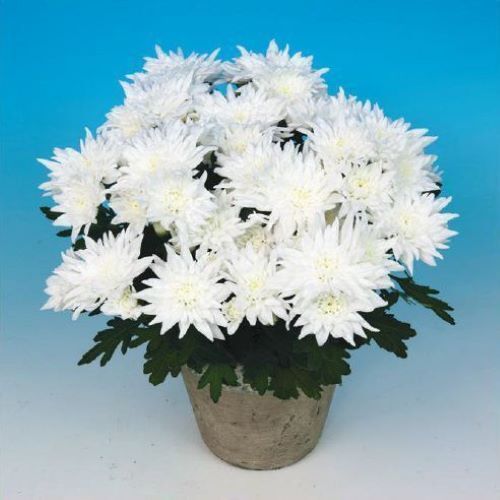 Neves Chrysanthemum Pot Plant With Vase For Household, Decoration And Gifting