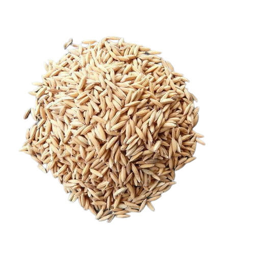 Brown 99% Pure And 12% Moisture Commonly Cultivated Edible Dried Paddy Seed 