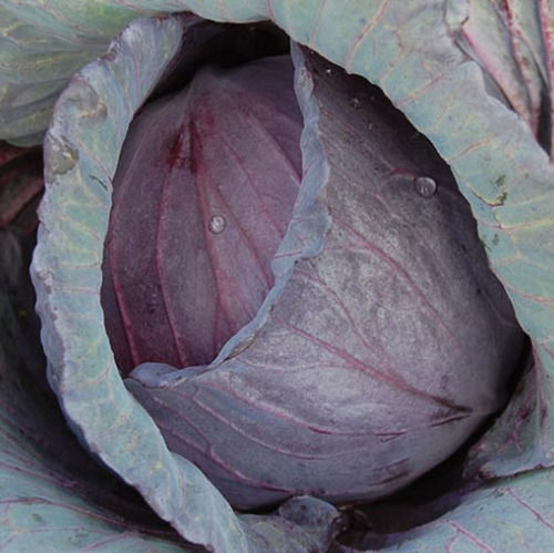 Indian Origin Naturally Grown Round Shape Raw Fresh Red Cabbage