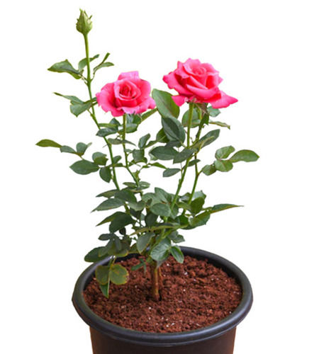 46 Centimeter Long Outdoor Stem Rose Plant For Gardening Use
