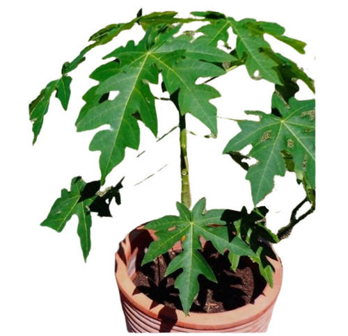 50 Centimeter Long Outdoor Stem Papaya Plant For Gardening Use