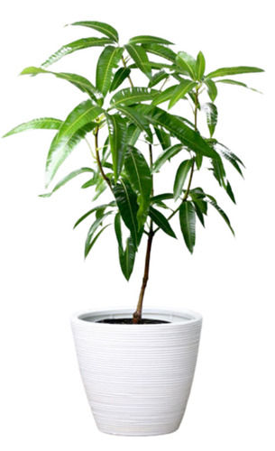 Green 60 Centimetre Stem Part Mango Plant For Planting Use