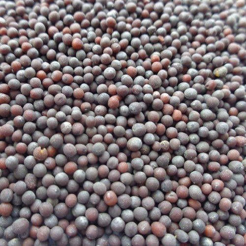 Machine Cleaned Whole Dried Big Size Black Mustard Seed With 31% Oil Content
