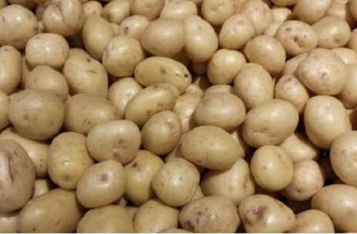 Round And Oval Raw Fresh Potato For Cooking Use